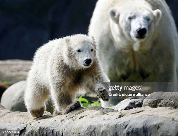 Dpatop - 02 May 2018, Germany, Gelsenkirchen: The almost five month old polar bear baby Nanook explores his surroundings at Zoom Erlebniswelt. The...