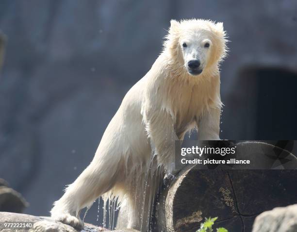 May 2018, Germany, Gelsenkirchen: The almost five month old polar bear baby Nanook standing on a tree trunk after swimming at Zoom Erlebniswelt. The...