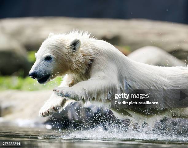 May 2018, Germany, Gelsenkirchen: The almost five month old polar bear baby Nanook jumping into the water at Zoom Erlebniswelt. The cub, who weighs...
