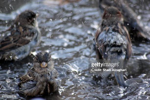 angry bird - wet bird stock-fotos und bilder