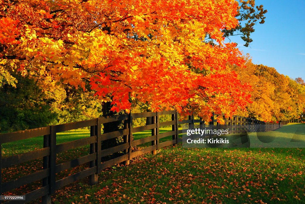 Maple Trees Rows A Row Of Maples In Fall High-Res Stock Photo - Getty Images