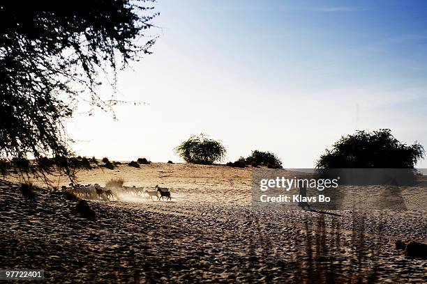 Man takes his flock of sheep from the desert to a marketplace. According to the United Nations, a poor rainy season has created food shortages...