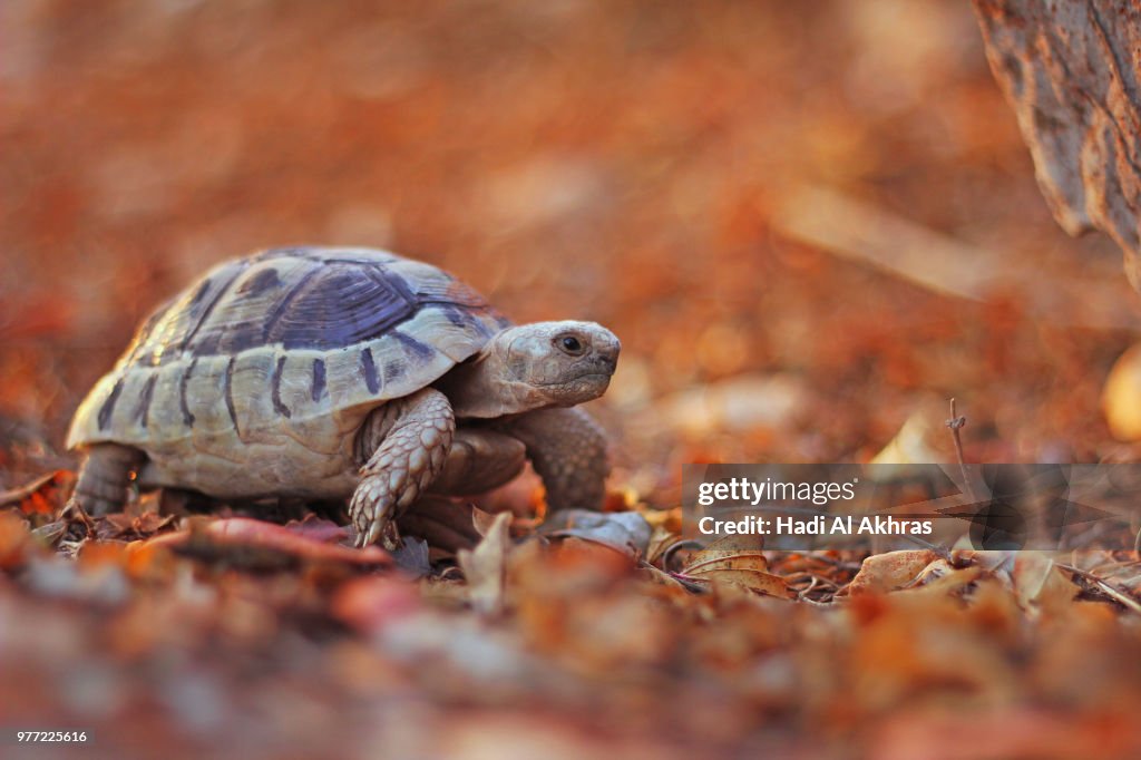 Turtle in fall