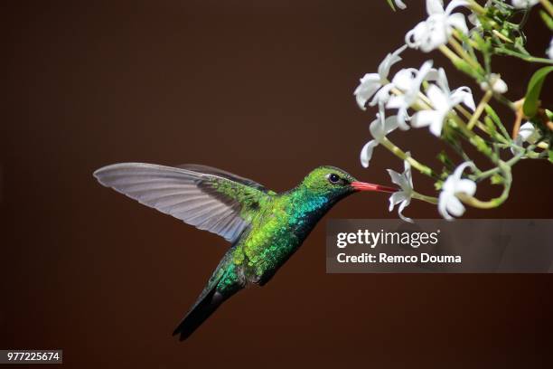 glittering-bellied emerald 4 - broad billed hummingbird stock pictures, royalty-free photos & images