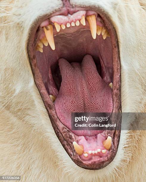 say aahh! - animal mouth stock-fotos und bilder