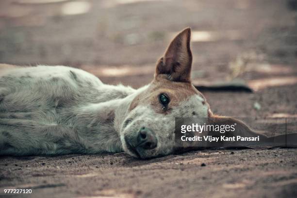 portrait of homeless dog lying down on ground - stray animal stock-fotos und bilder