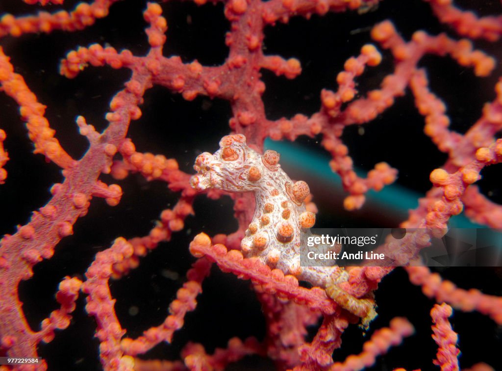 Pygmy seahorse