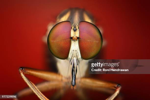 robberfly potrait - hendrawan stock pictures, royalty-free photos & images