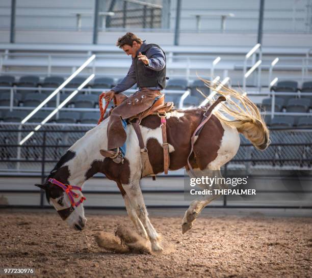 bucking bronc - a broncos stock pictures, royalty-free photos & images