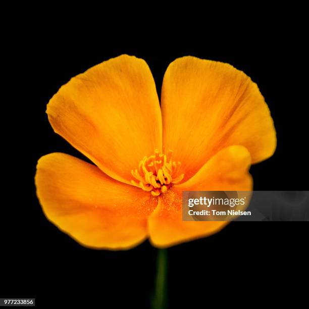 yellow flower - california poppies stock pictures, royalty-free photos & images