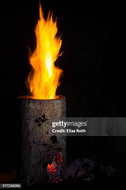 Roth Tree Photos and Premium High Res Pictures - Getty Images