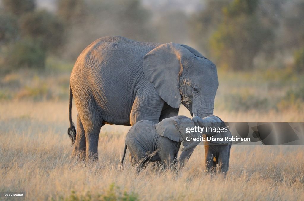 Two elephant twins with adult elephant, Amboseli National Park, Kenya