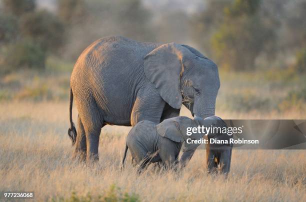 two elephant twins with adult elephant, amboseli national park, kenya - animal offspring stock pictures, royalty-free photos & images