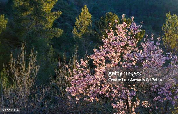 almendro - almendro stock pictures, royalty-free photos & images