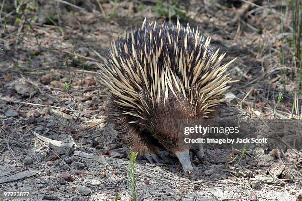 echidna searching for ants - jervis bay stock pictures, royalty-free photos & images