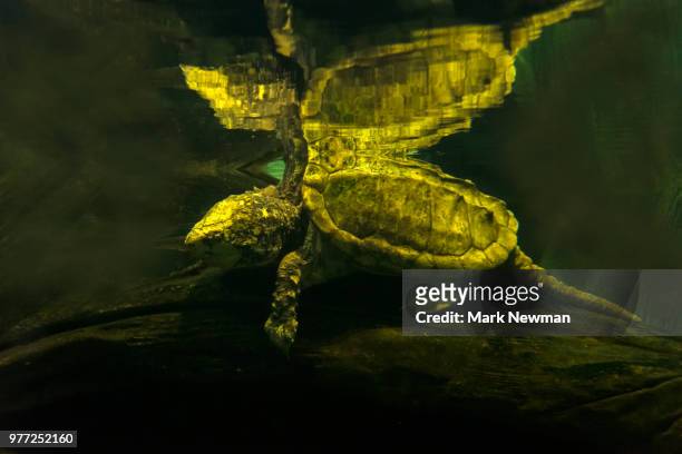 alligator snapping turtle - snapping turtle foto e immagini stock