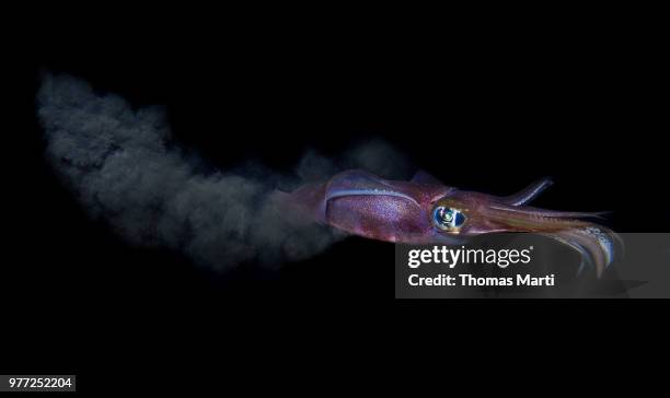 ink cloud - bigfin reef squid stock pictures, royalty-free photos & images