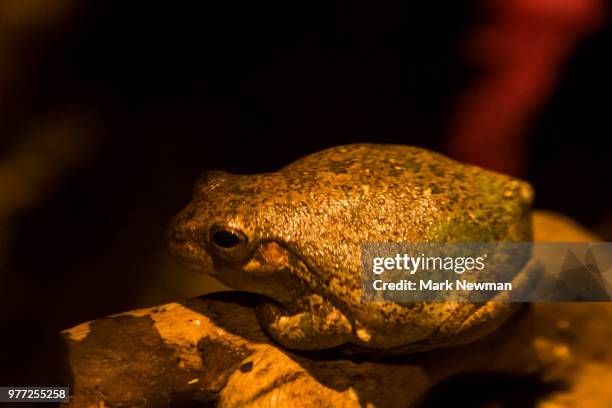 green treefrog - rainette verte photos et images de collection
