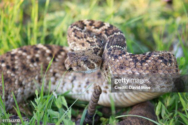 western diamondback rattlesnake - eastern diamondback rattlesnake fotografías e imágenes de stock