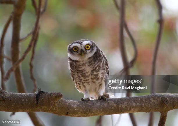 spotted owlet - ニシアメリカフクロウ ストックフォトと画像