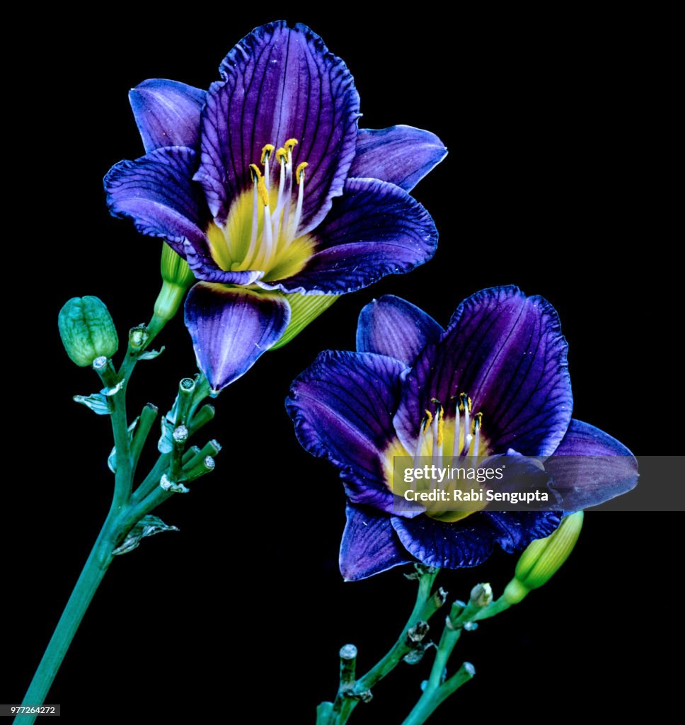 Purple Twins
