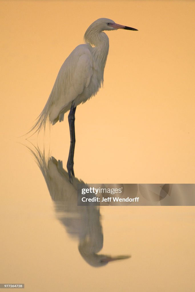 Reddish egret (Egretta rufescens) reflecting in water at sunset