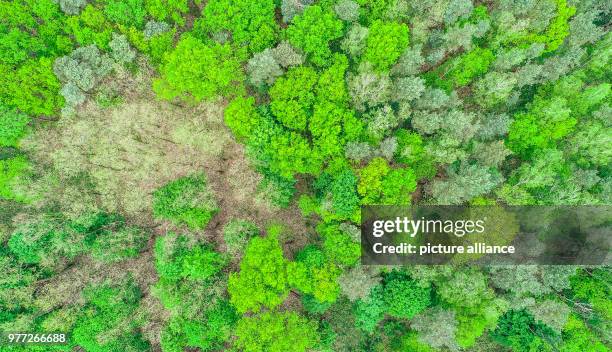 May 2018, Germany, Sieversdorf: The leaves of different deciduous trees shine in different shades of green between evergreen coniferous trees in a...