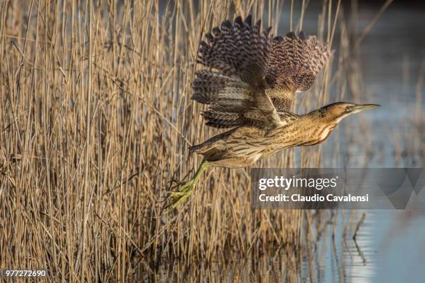 Bittern Running 514 Bittern Lake Stock Photos, High-Res Pictures, and Images - Getty Images