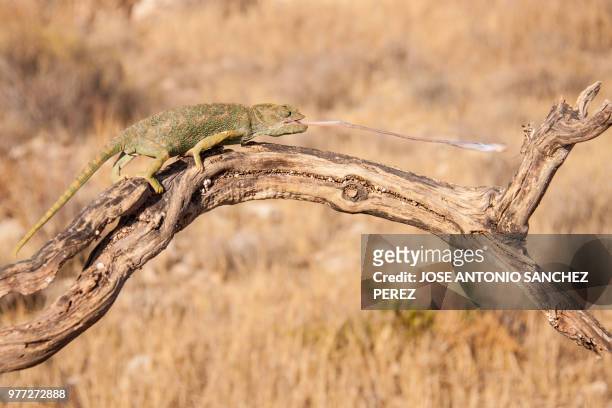 chameleon catching his prey, almeria, spain - chameleon tongue stock pictures, royalty-free photos & images