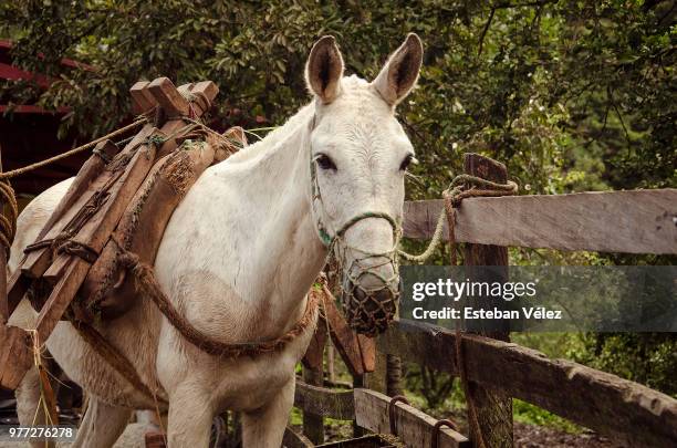 mula de carga - carga stock pictures, royalty-free photos & images