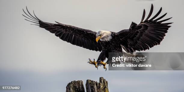 bald eagle (haliaeetus leucocephalus) landing on tree, comox, vancouver island, british columbia, canada - bald eagle stock-fotos und bilder
