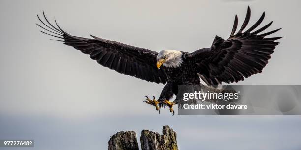 bald eagle (haliaeetus leucocephalus) landing on tree, comox, vancouver island, british columbia, canada - aterrizar fotografías e imágenes de stock