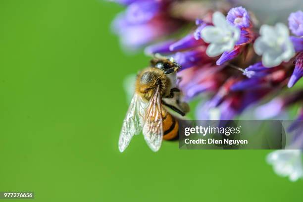 bee & flower - bee nguyen stock pictures, royalty-free photos & images