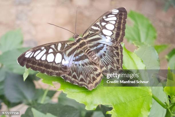 schmetterling - schmetterling stock pictures, royalty-free photos & images