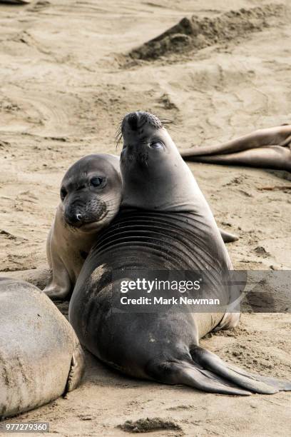 northern elephant seal - northern elephant seal stock-fotos und bilder