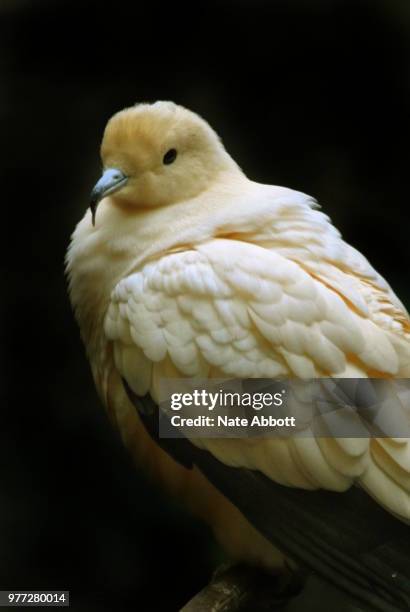 pied imperial pigeon, ducula bicolor - pigeon ducula stock pictures, royalty-free photos & images