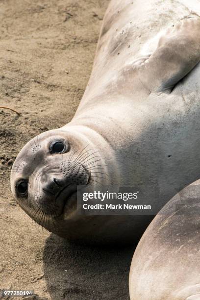 northern elephant seal - northern elephant seal stock-fotos und bilder