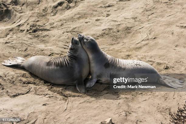 northern elephant seal - northern elephant seal stock-fotos und bilder