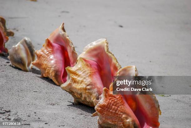 conch shells on beach - conch stock pictures, royalty-free photos & images