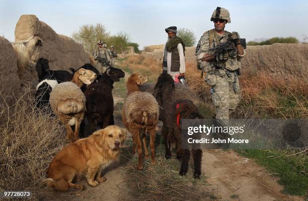 Squad of U.S. Army soldiers passes a shepherd's flock and a dog after the soldiers were attacked by Taliban insurgents on March 15, 2010 at...