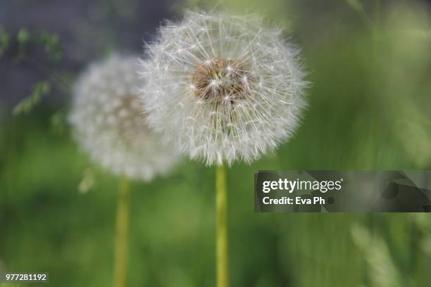 Gra Ph Photos and Premium High Res Pictures - Getty Images