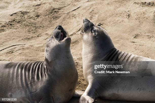 northern elephant seal - northern elephant seal stock-fotos und bilder