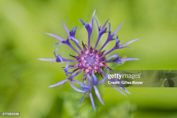 coeur de bleuet - bleuet stock pictures, royalty-free photos & images