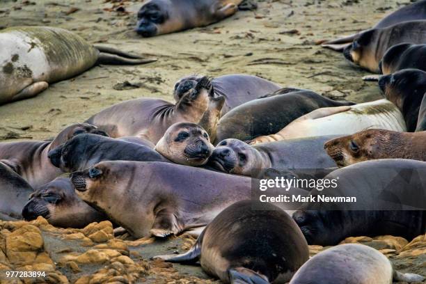 northern elephant seal - northern elephant seal stock pictures, royalty-free photos & images