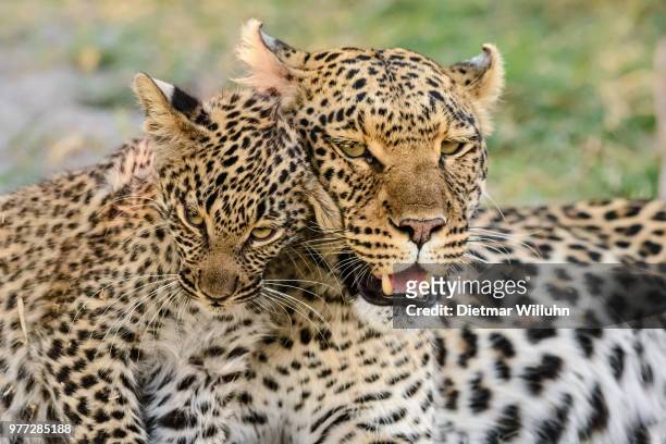 portrait of leopard with leopard cub, botswana - hug animal group stock-fotos und bilder