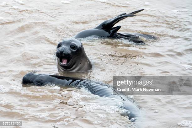 northern elephant seal - northern elephant seal stock-fotos und bilder