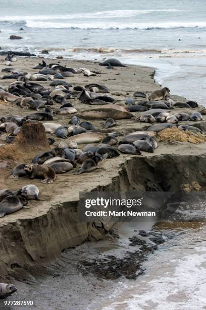 northern elephant seal - northern elephant seal stock-fotos und bilder