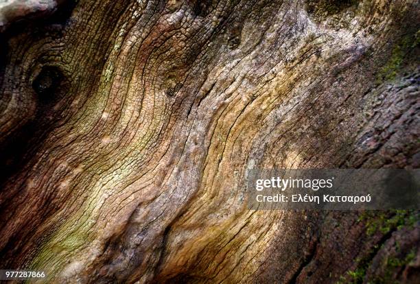 close-up view of tree bark, vastas, megalopoli, arcadia, greece - arcadia greece stock pictures, royalty-free photos & images