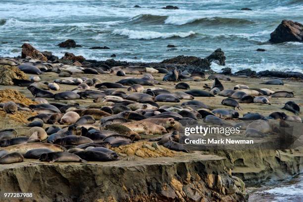 northern elephant seal - northern elephant seal stock-fotos und bilder