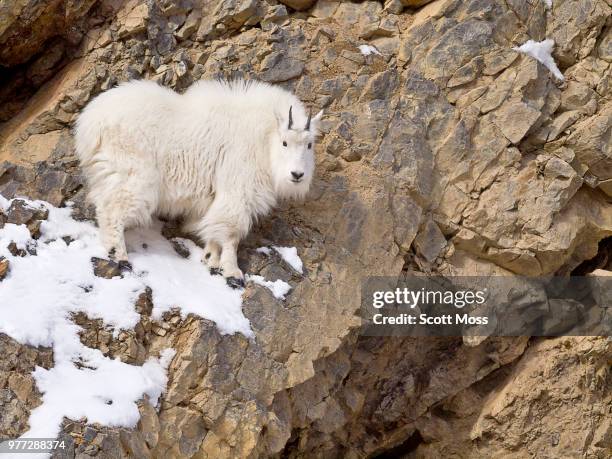 the ledge - mountain goat stock pictures, royalty-free photos & images